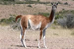 Guanaco