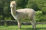 Alpaca