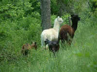 Alpacas and goats