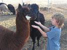 Alpacas with children