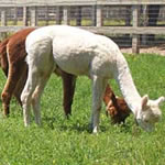 Grazing alpacas