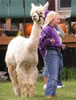 Leading an alpaca