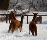 Playing in the snow