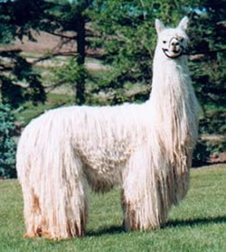 Suri alpaca