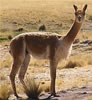 Vicuna